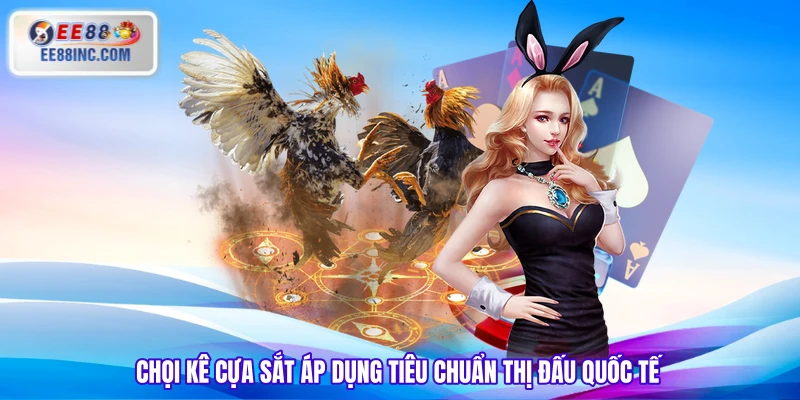 Chọi kê cựa sắt áp dụng tiêu chuẩn thị đấu quốc tế