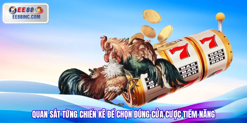 Quan sát từng chiến kê để chọn đúng cửa cược tiềm năng