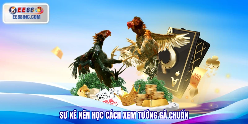 Sư kê nên học cách xem tướng gà chuẩn